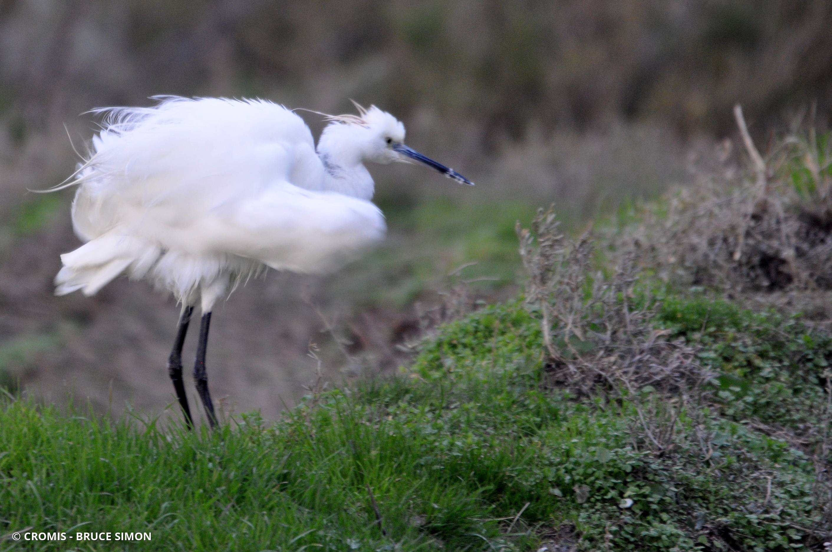 Aigrette garzette