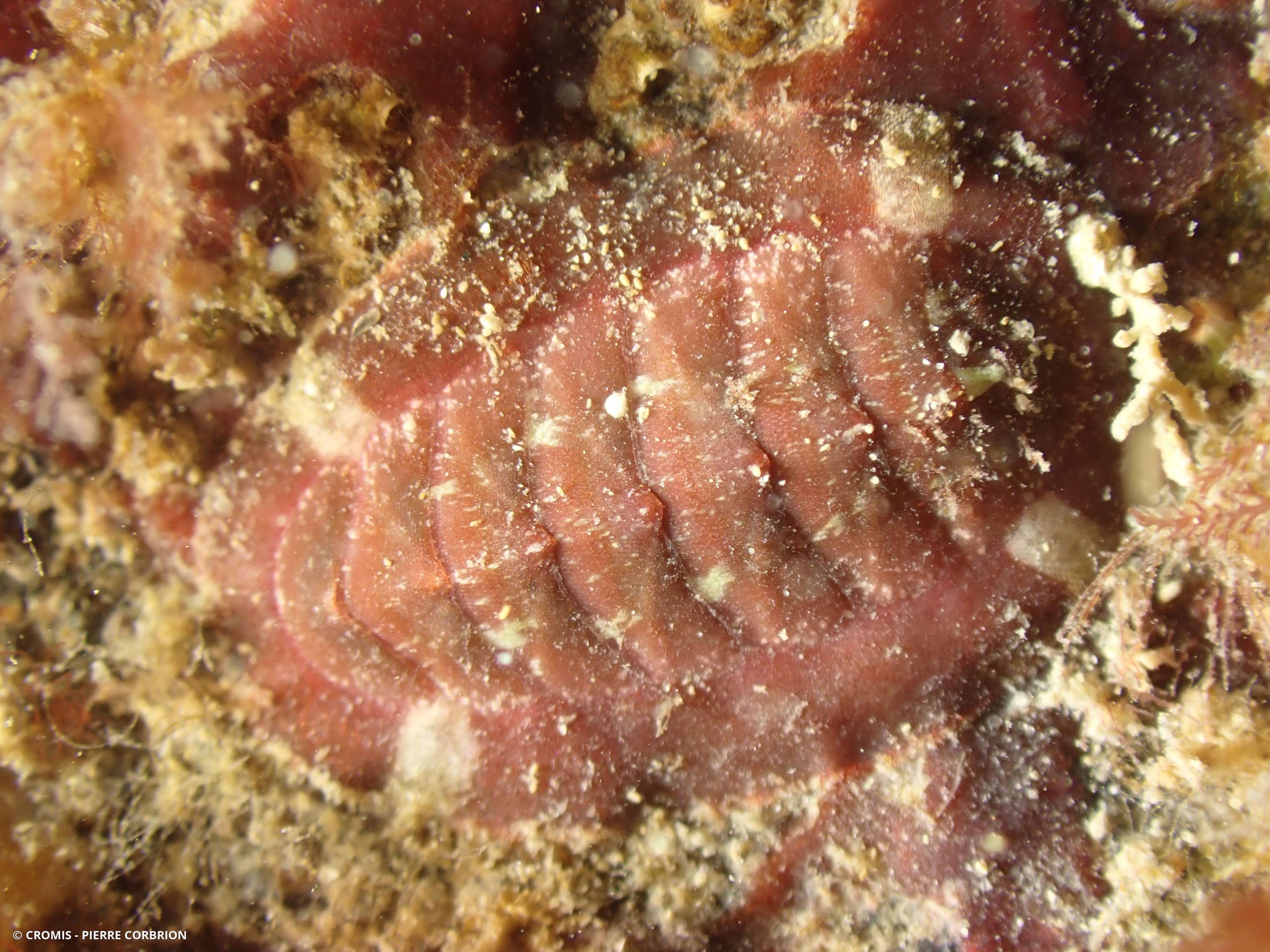 Callochiton