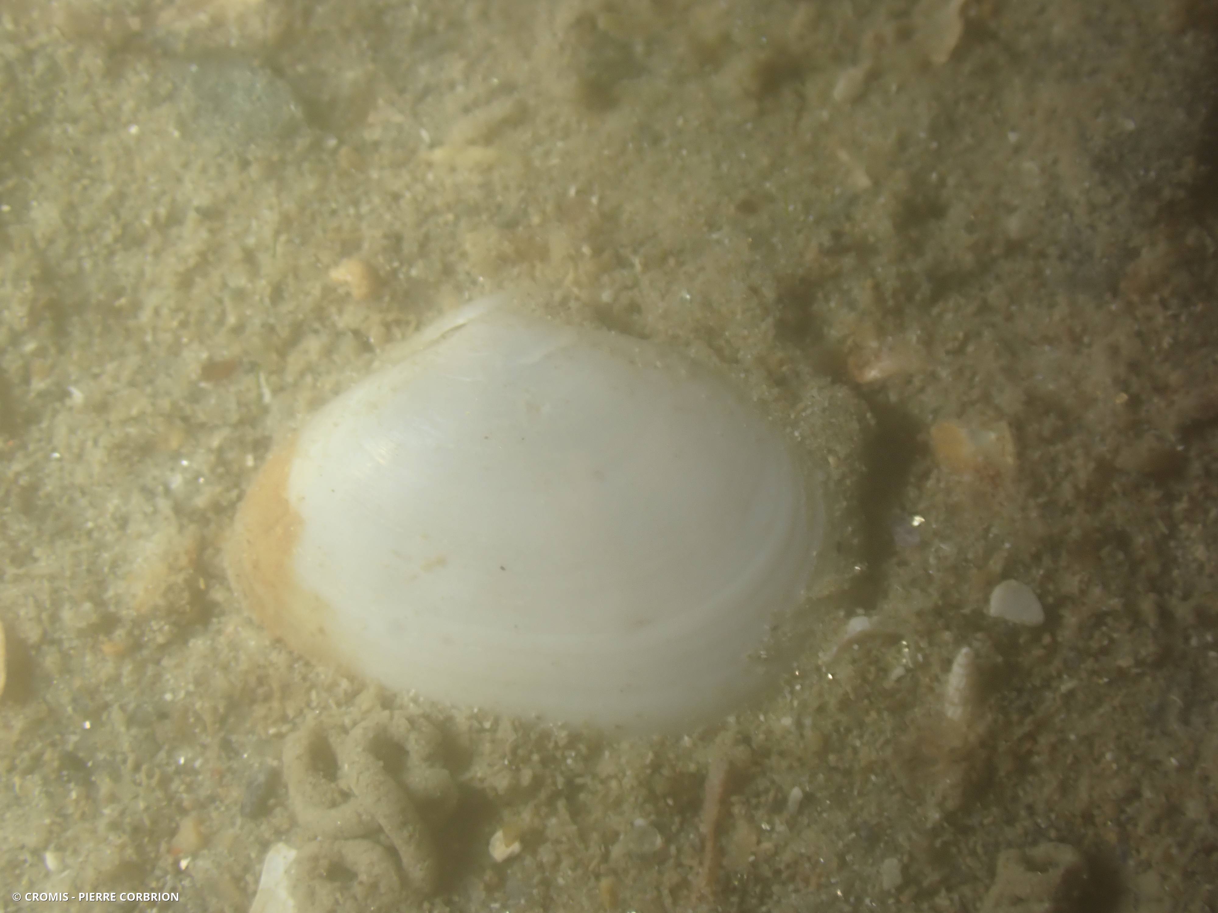 Abra alba