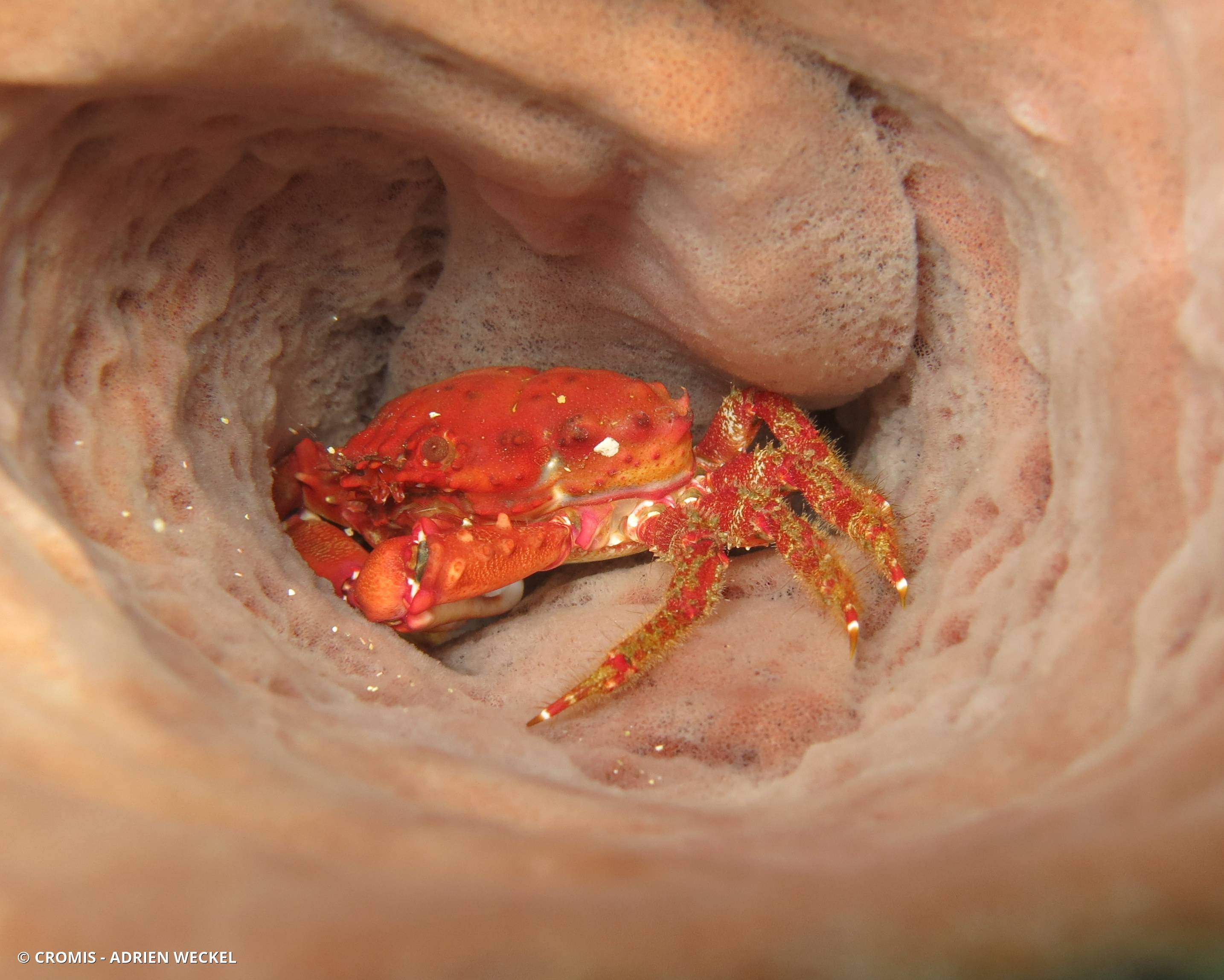 Petit crabe-araignée rouge à grandes pinces