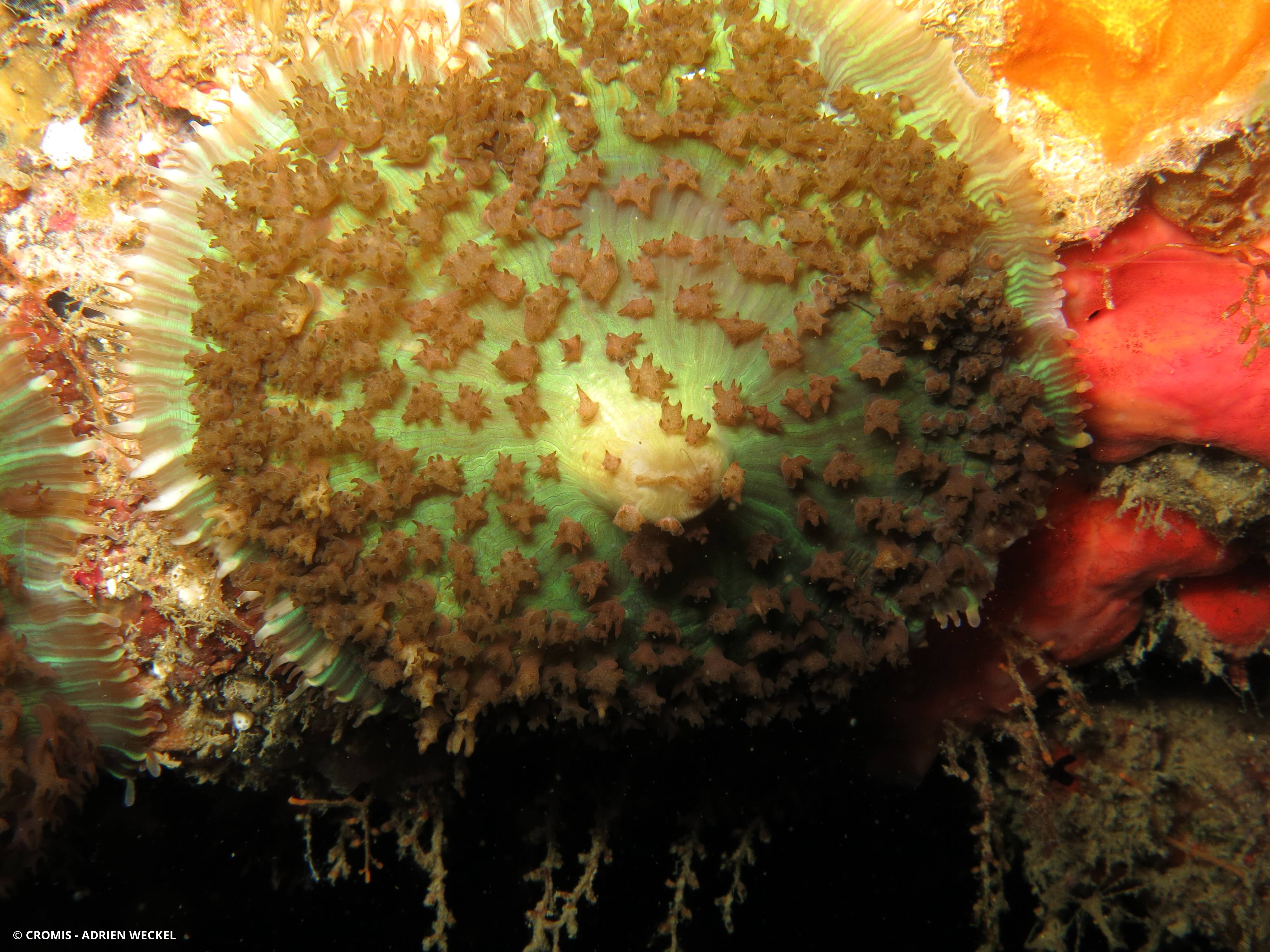 Corallimorphaire verruqueux
