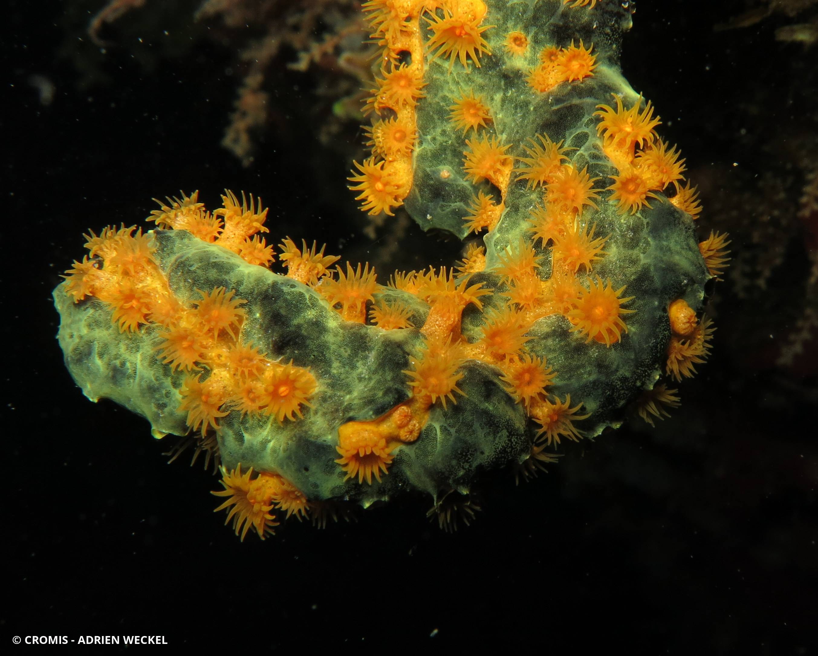 Zoanthaire éponge doré