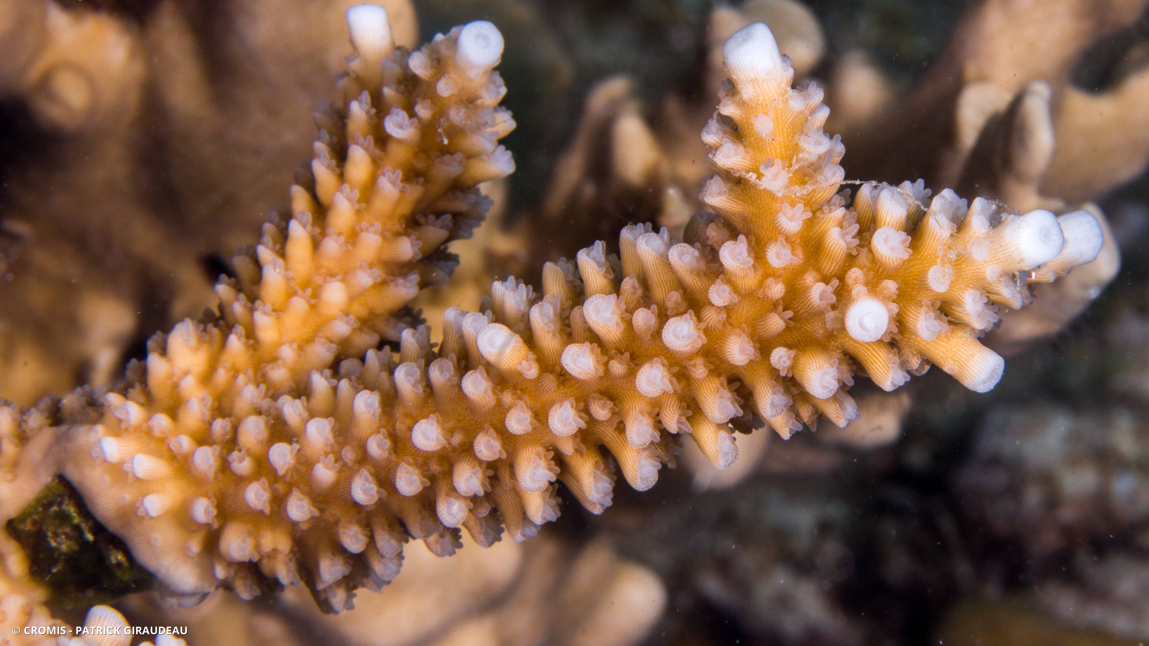 Corail corne de cerf