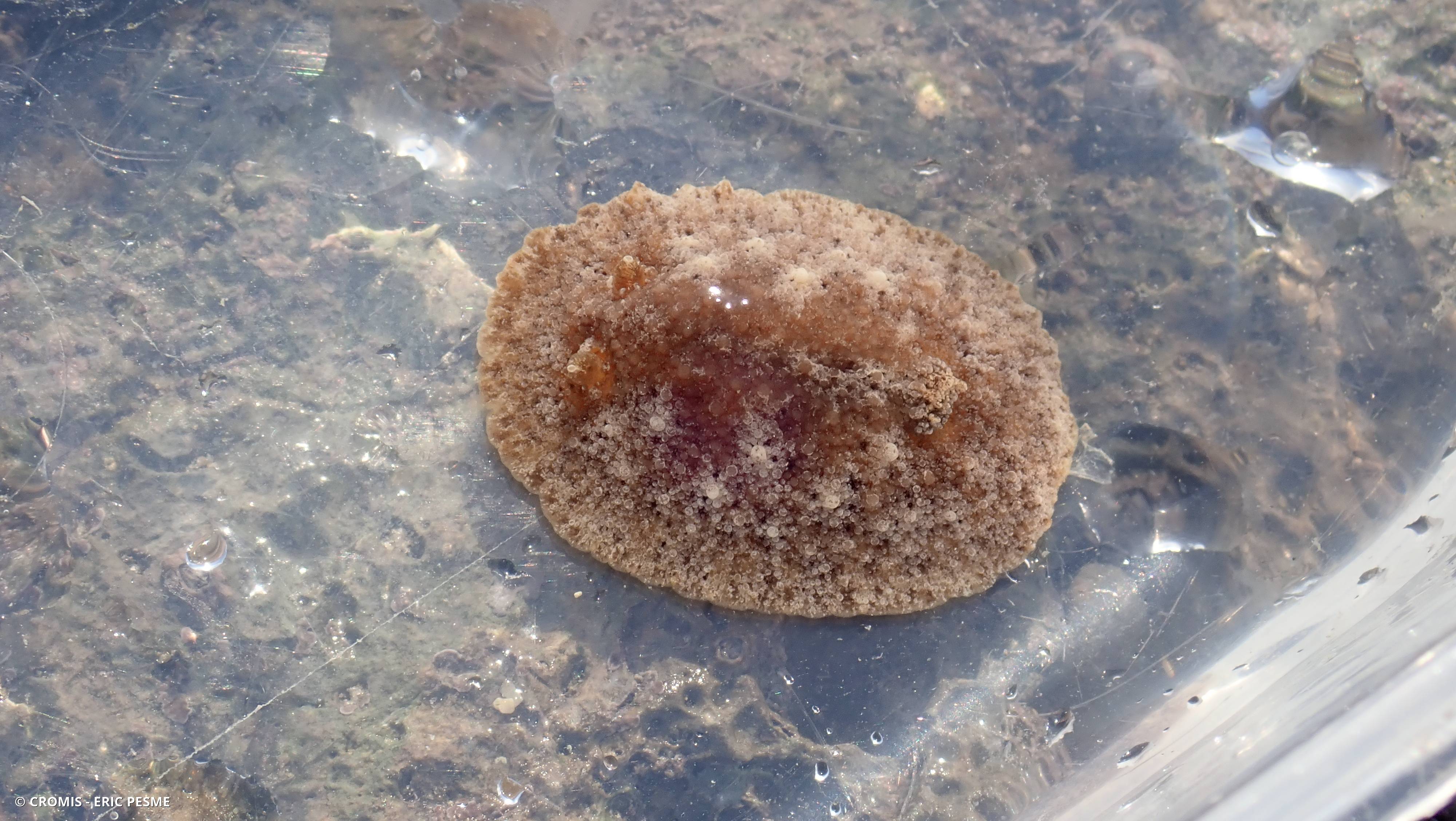 Geitodoris étoilé