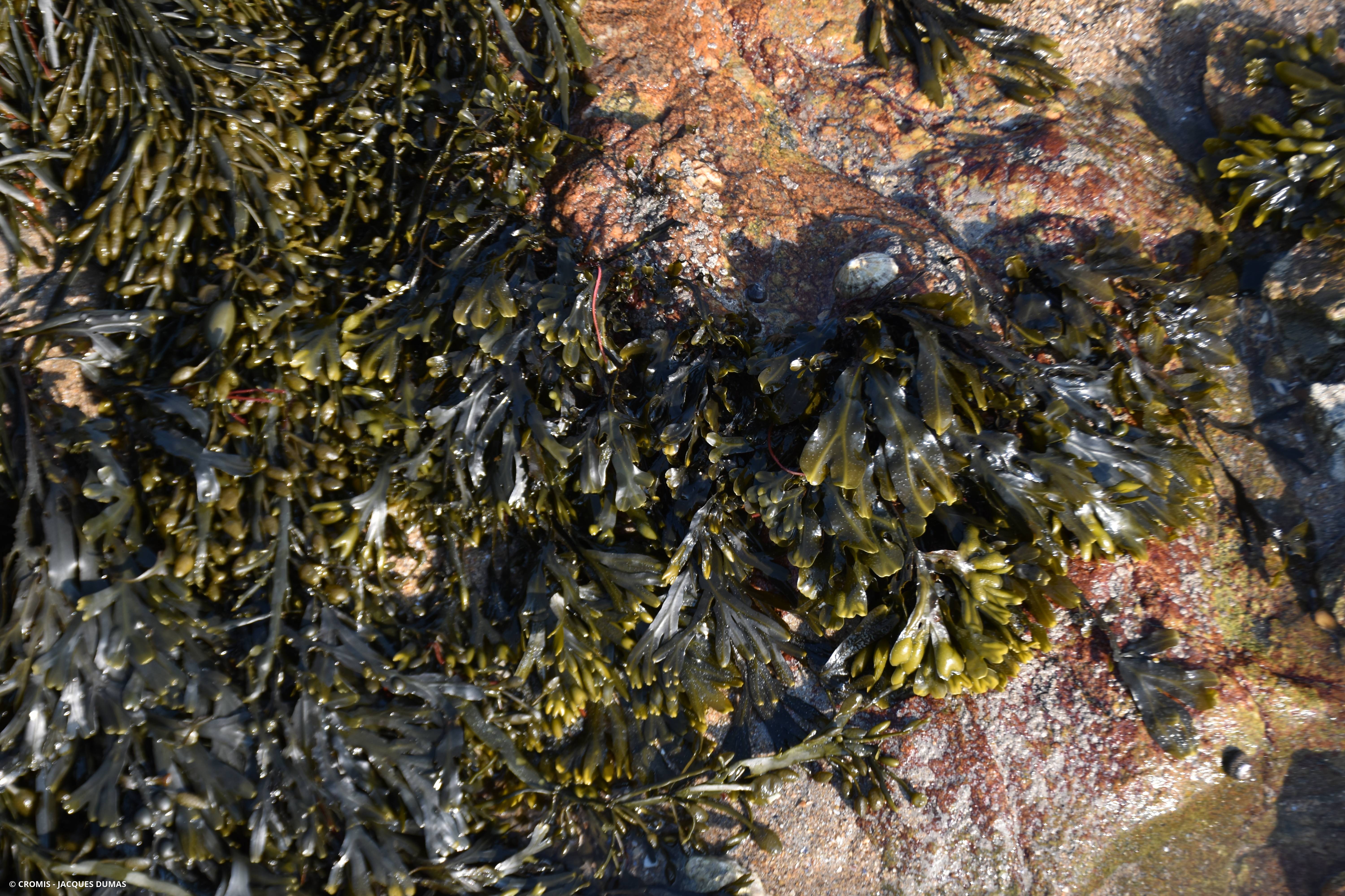 Fucus spiralé