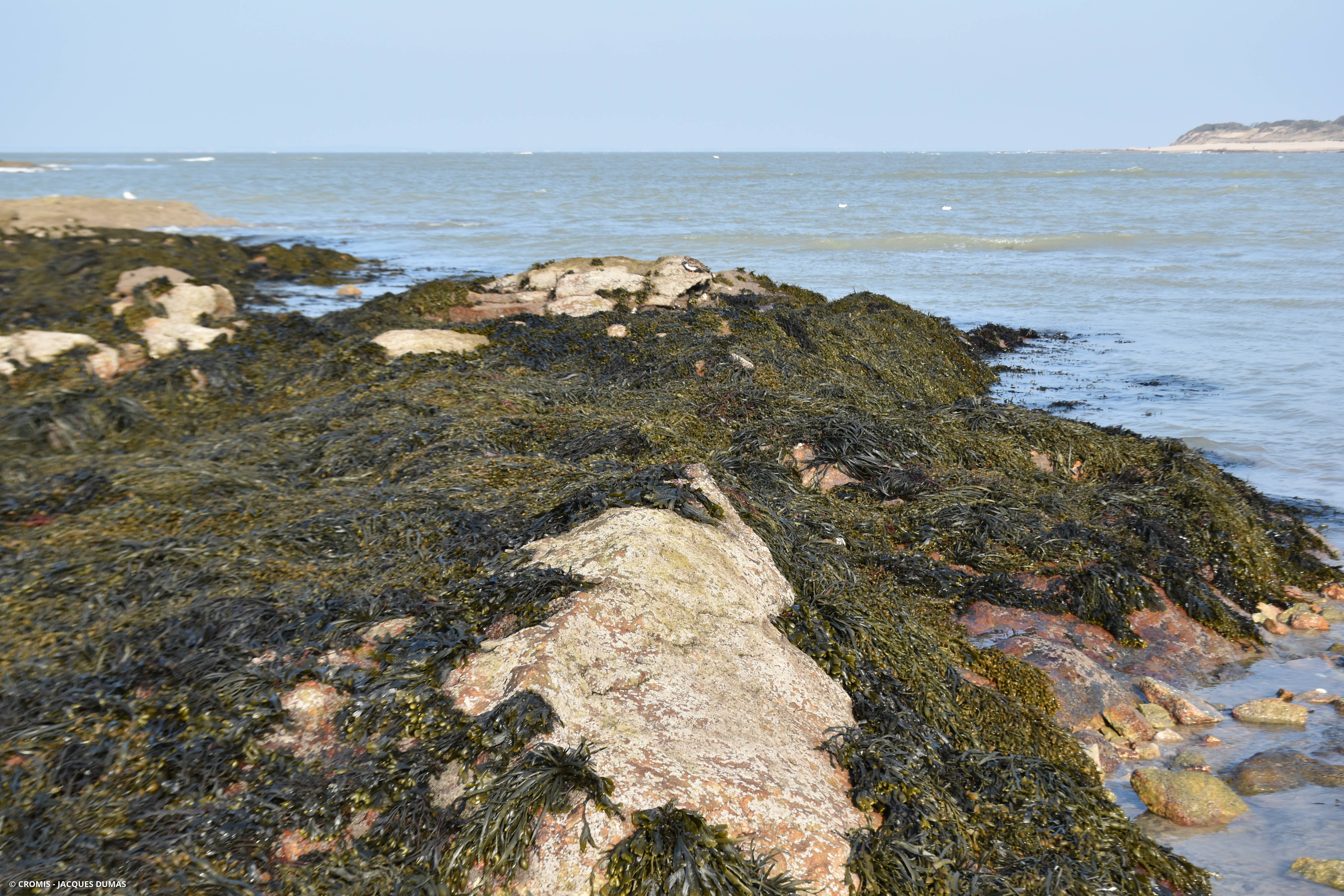 Ascophylle