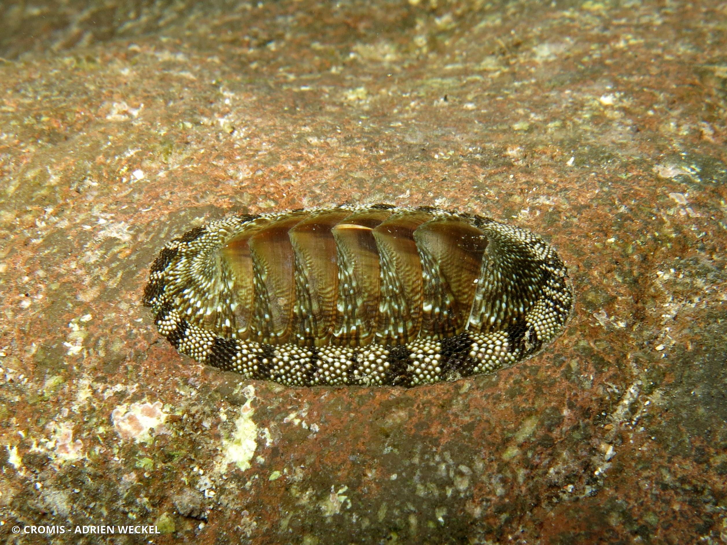 Chiton vert antillais