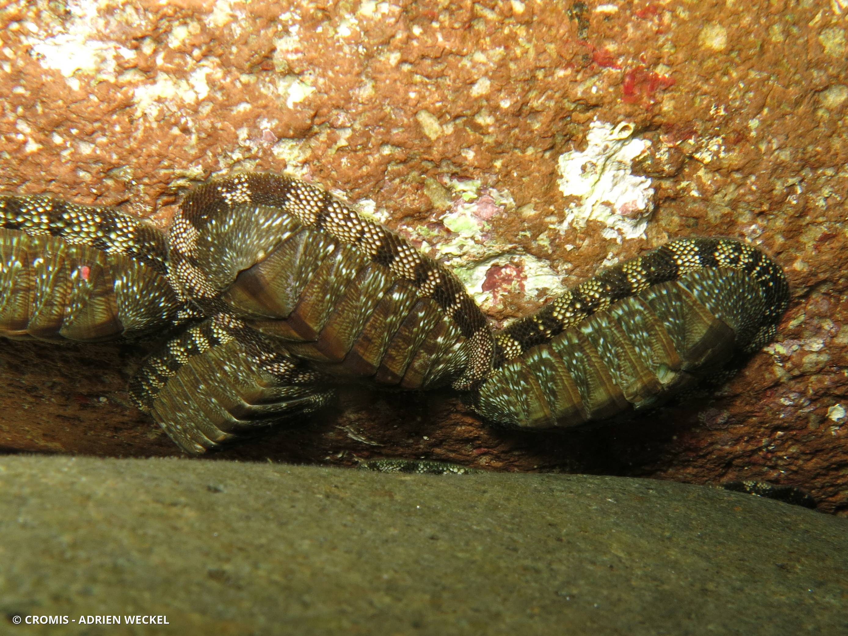 Chiton vert antillais