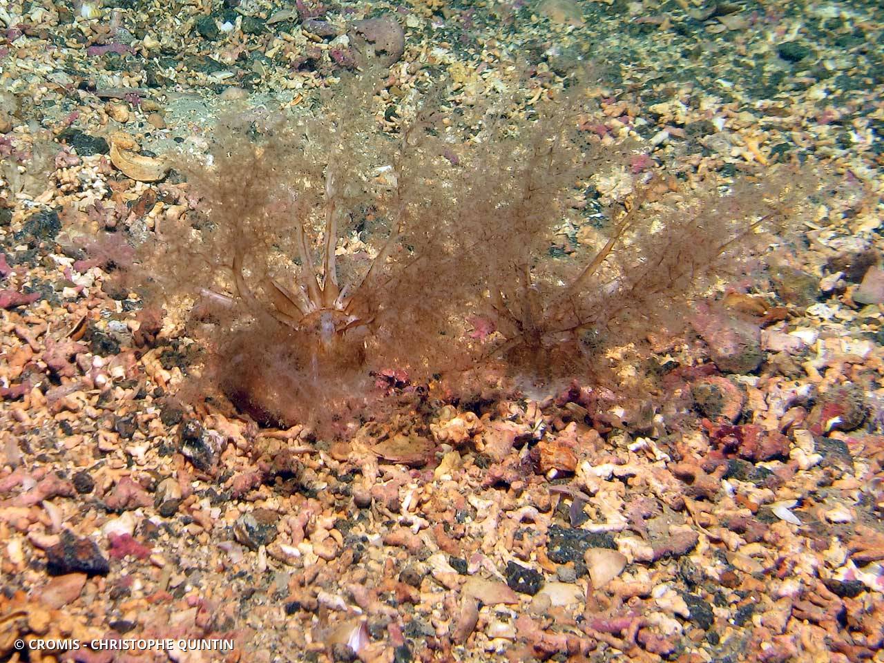 Holothurie de sable