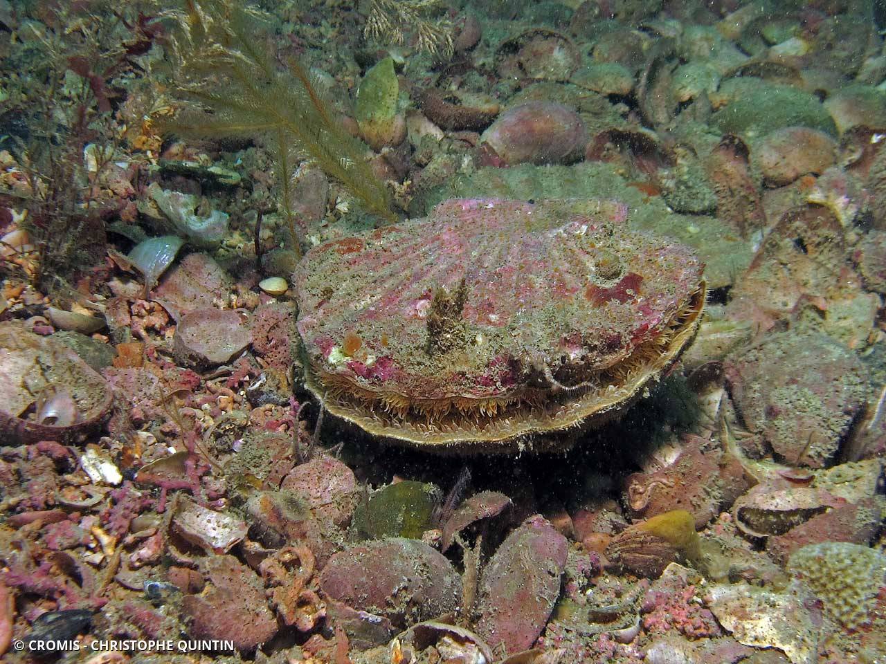Coquille Saint-Jacques de l'Atlantique