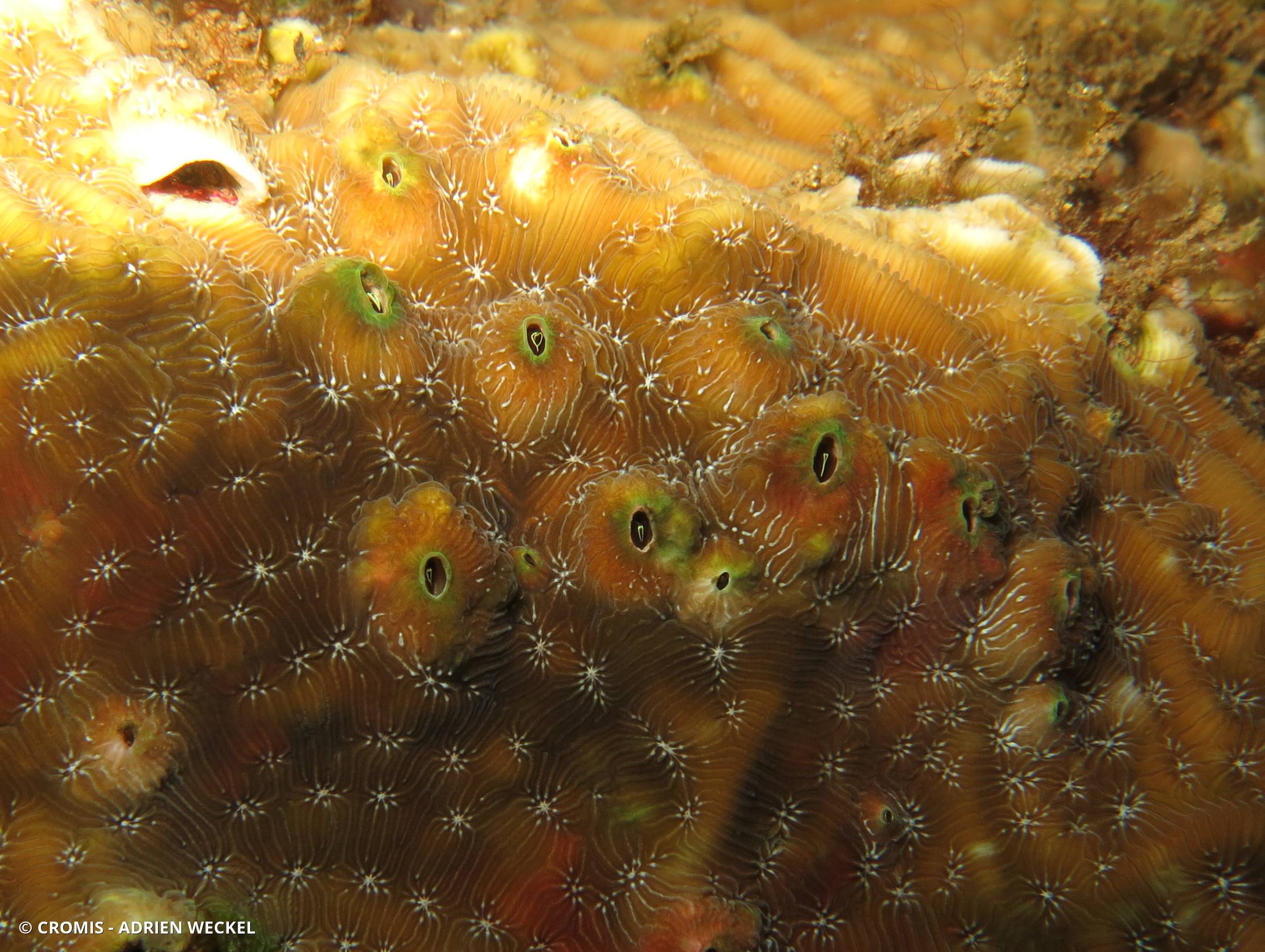 Balane des coraux Agaricia
