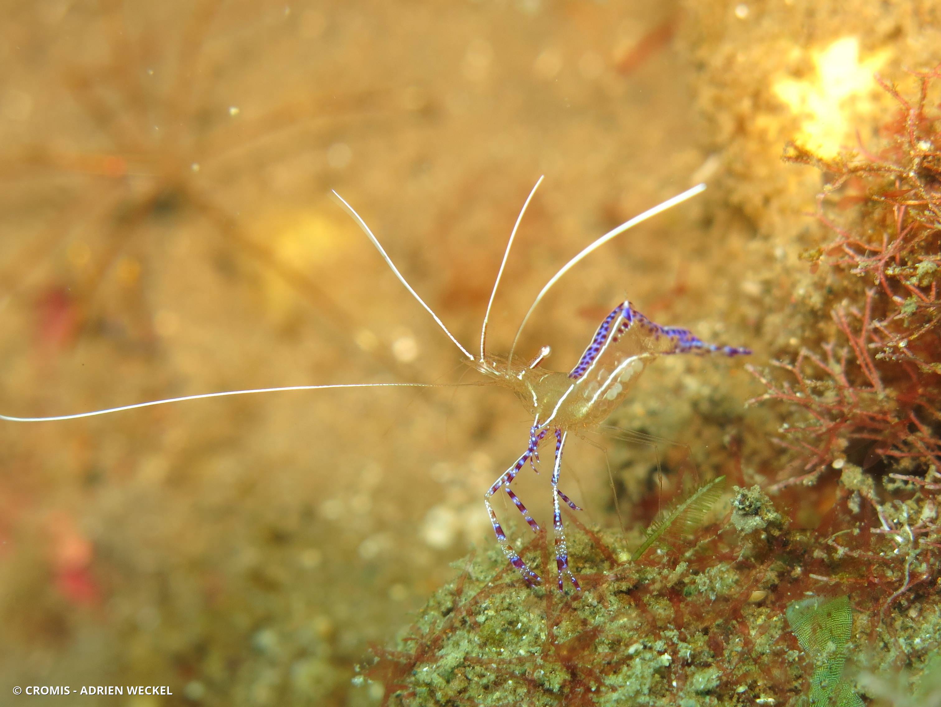 Crevette nettoyeuse de Pederson