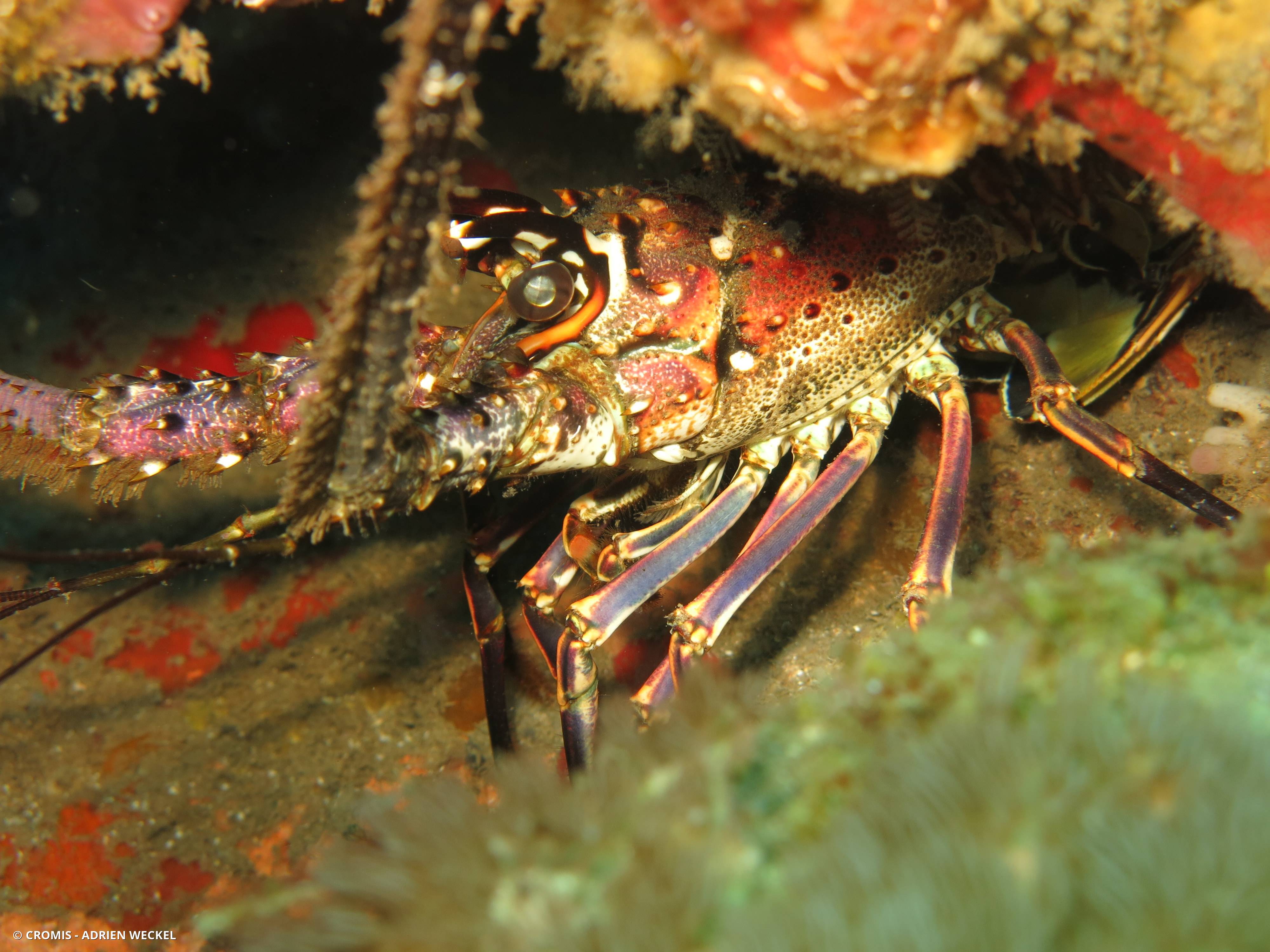Langouste des Caraïbes