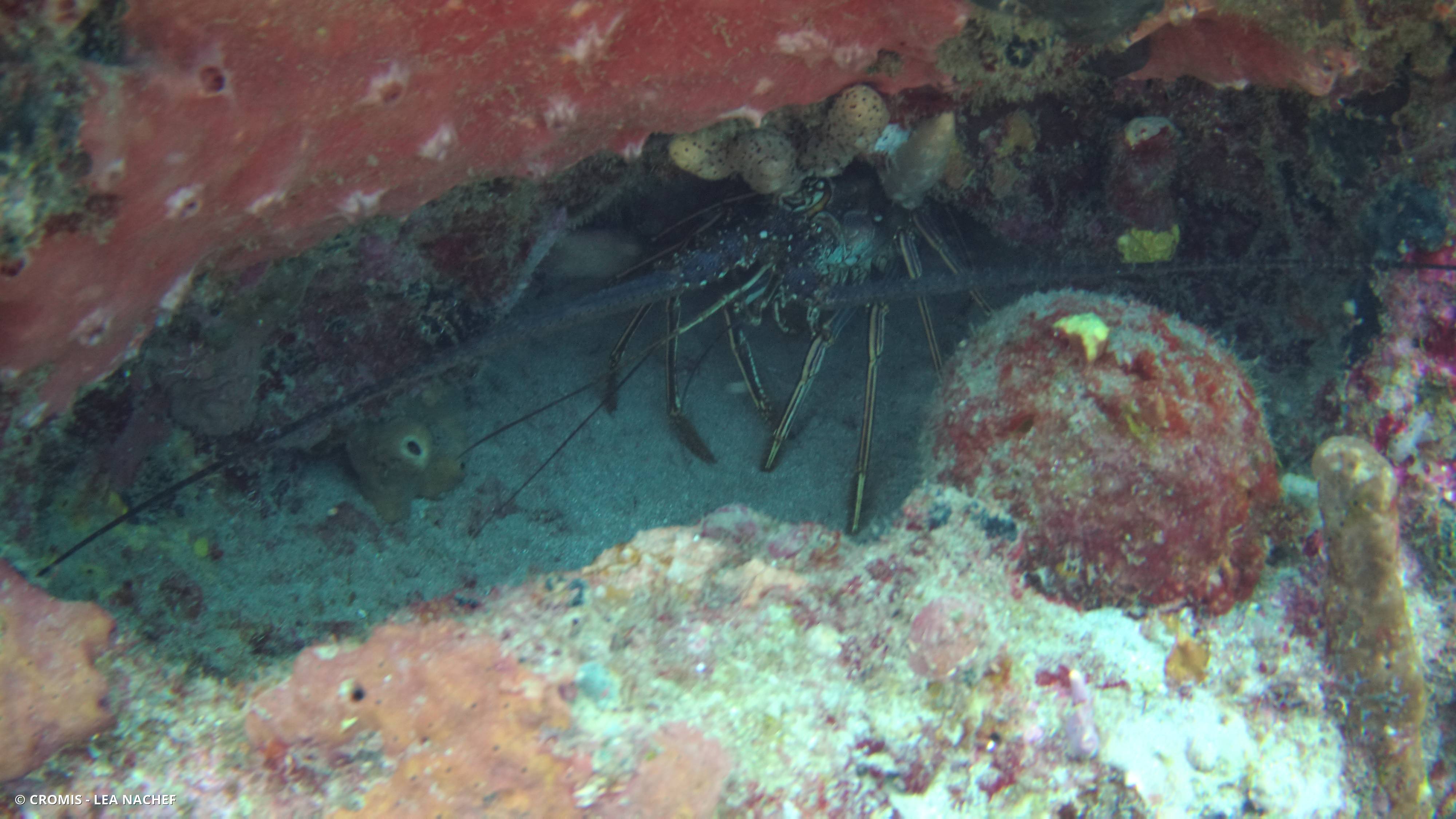 Langouste des Caraïbes