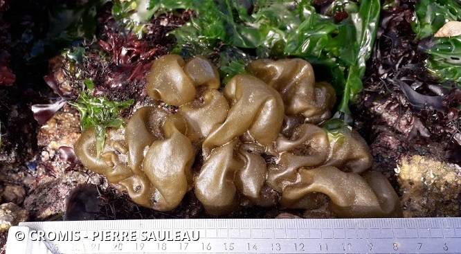 Léathésie difforme