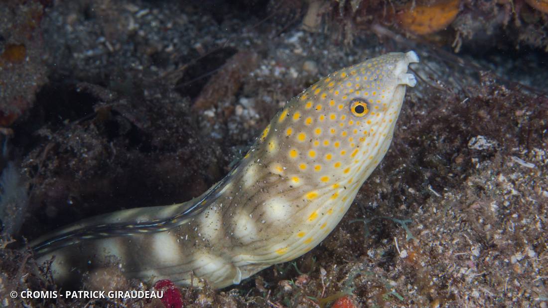 Serpentine dorée