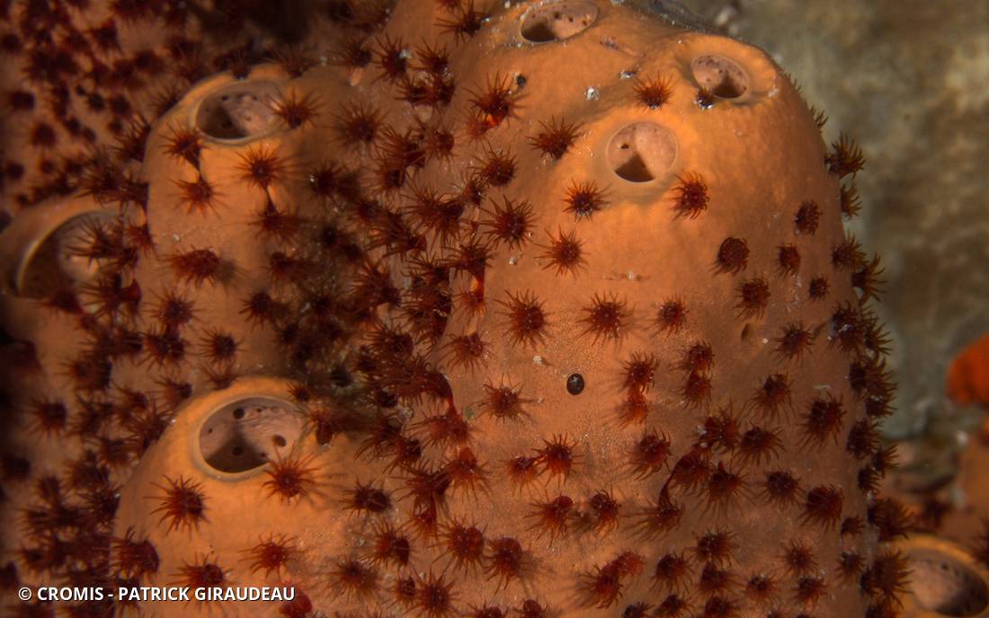 Zoanthaire éponge marron
