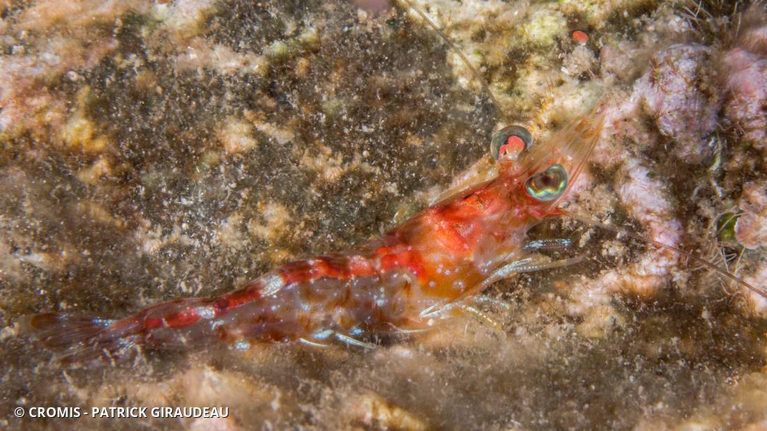 Crevette danseuse rouge de Manning