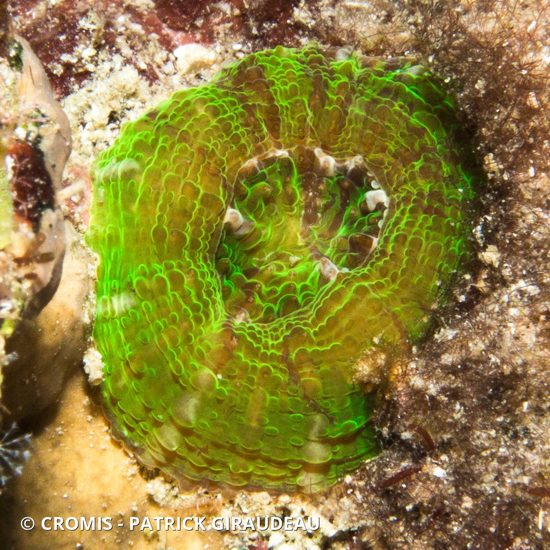 Corail coeur d'artichaut