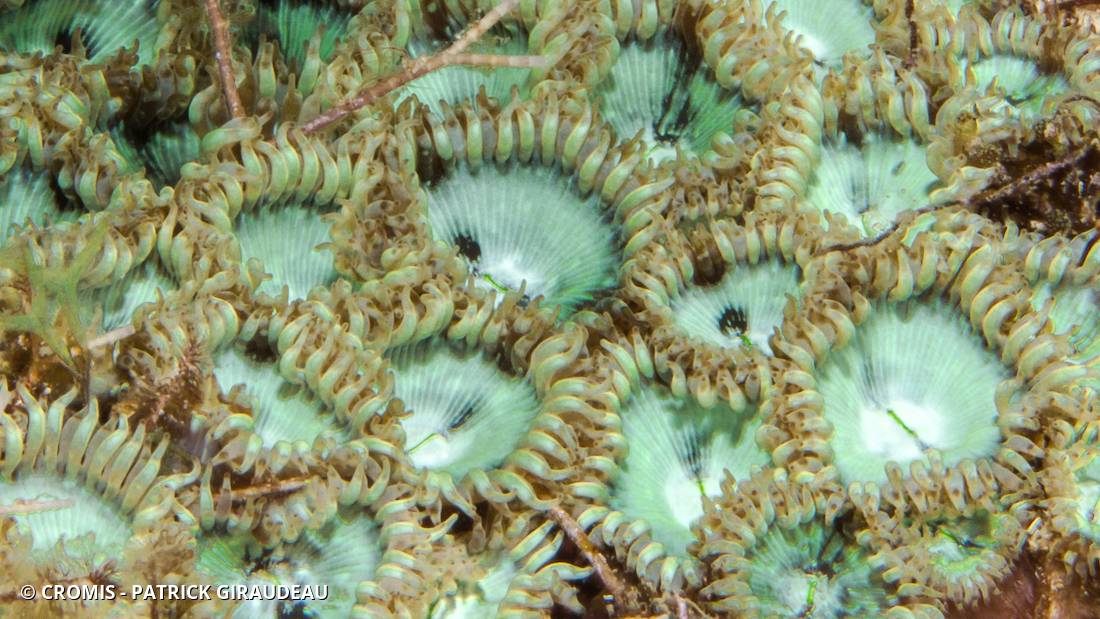 Zoanthaire soleil