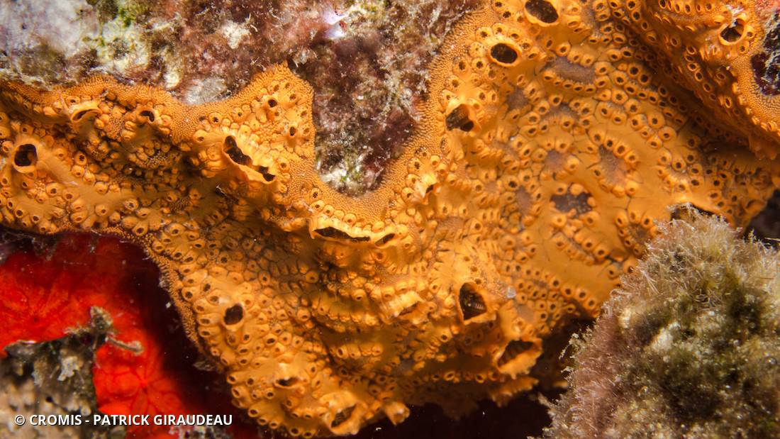 Botryllus planus