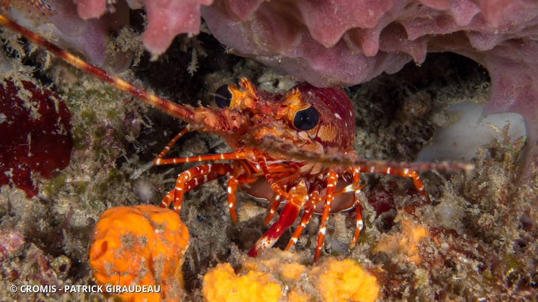 Langouste à bandes rouges