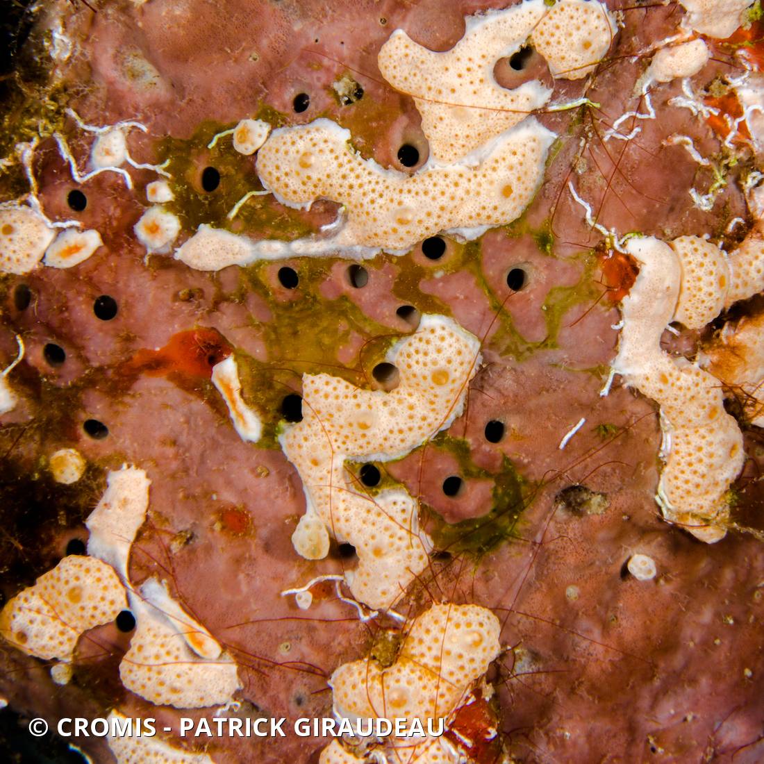 Didemnum conchyliatum