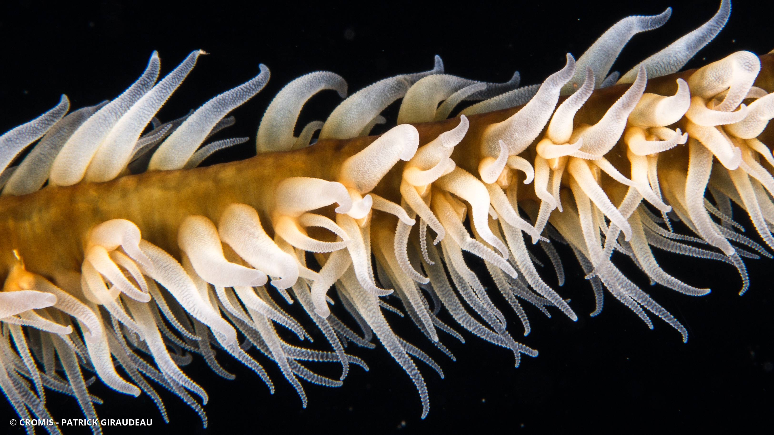Corail fil de fer