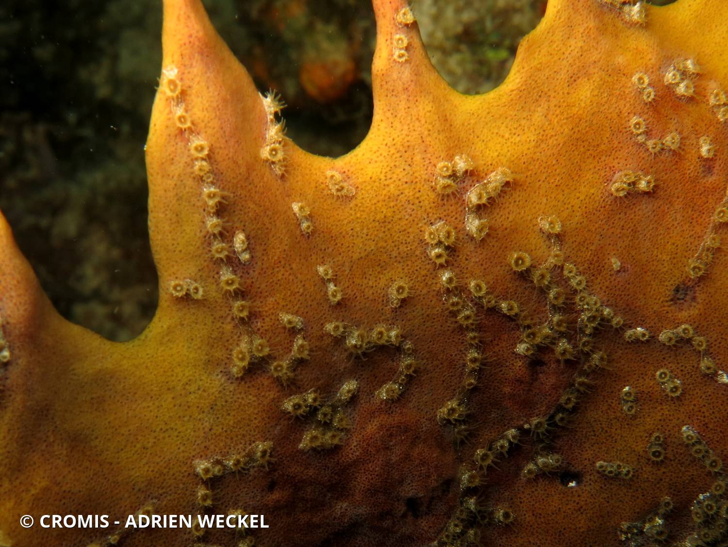 Zoanthaire éponge en chaînette