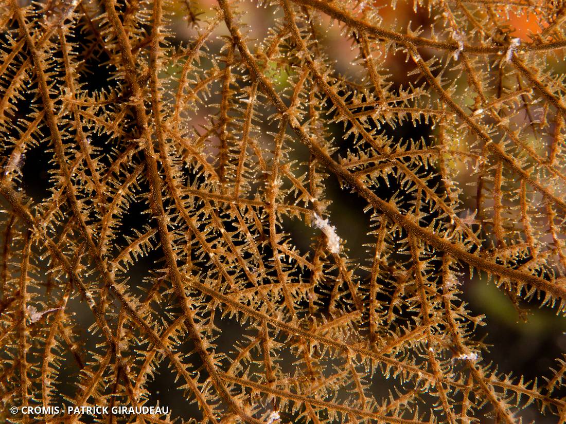 Corail noir à résille