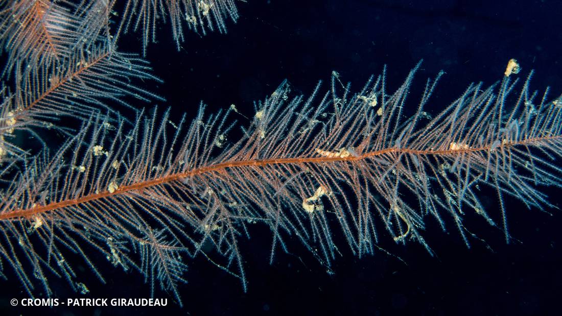 Corail noir plumeux