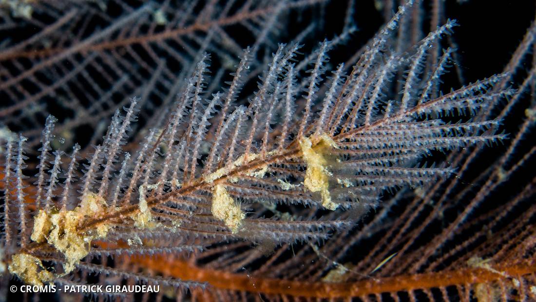 Corail noir plumeux