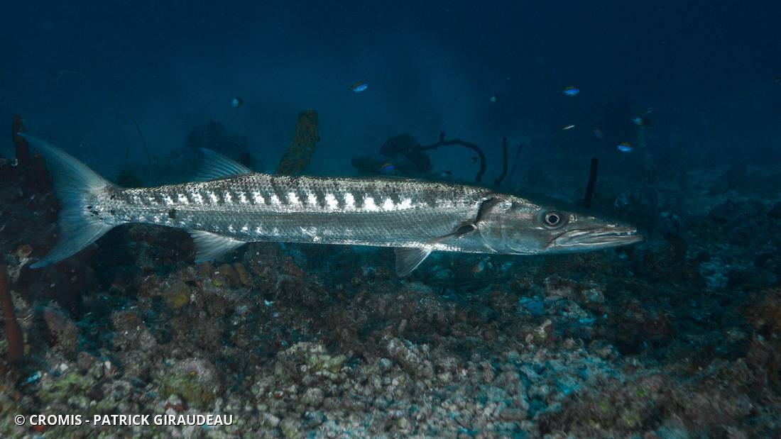 Grand barracuda