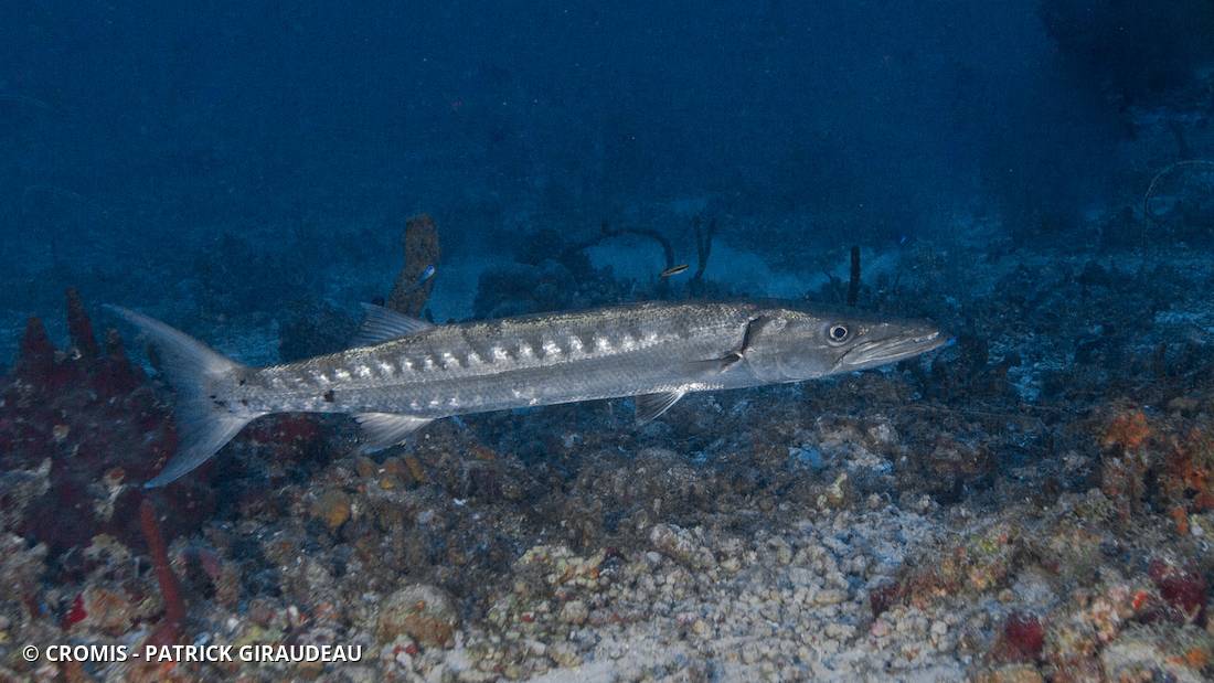 Grand barracuda