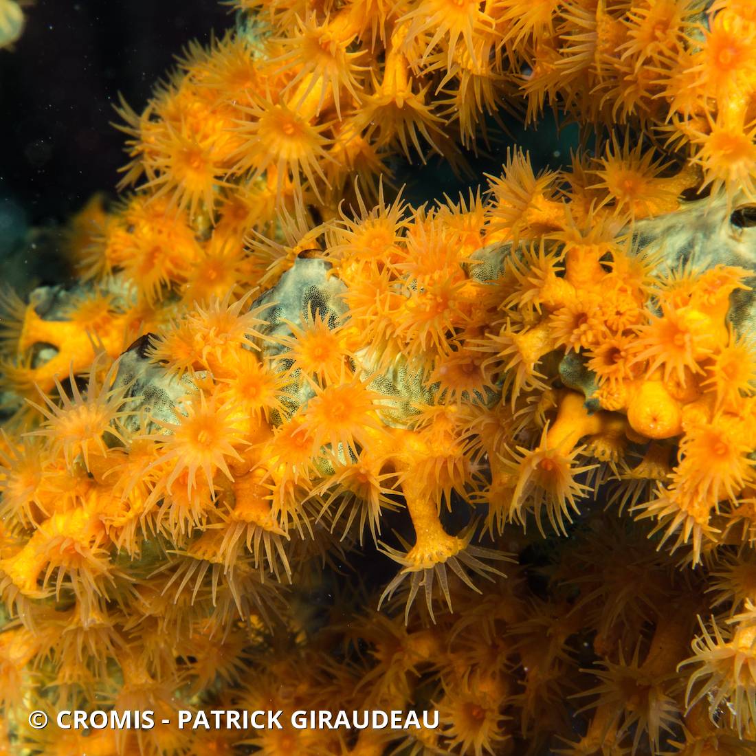 Zoanthaire éponge doré