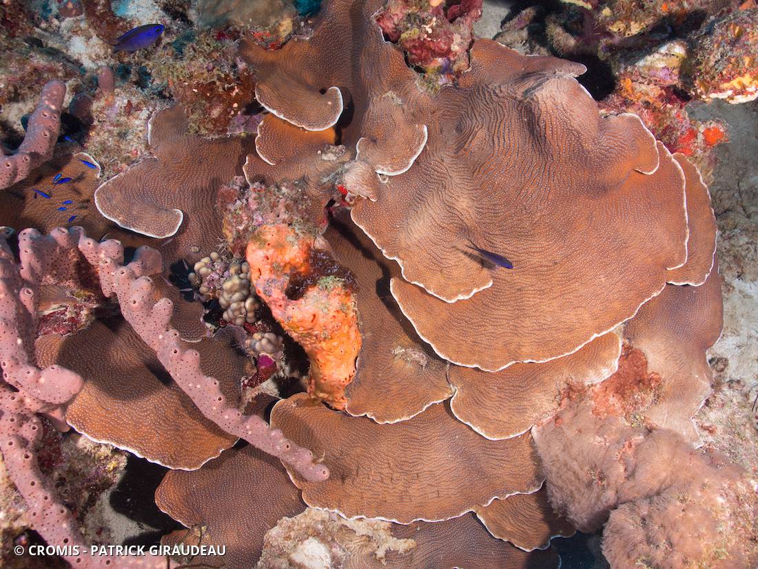 Corail laitue