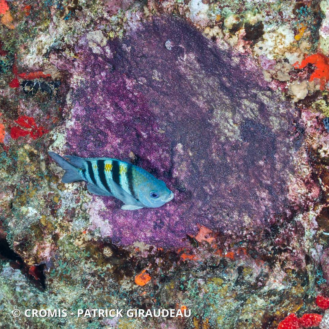 Sergent-major des Antilles