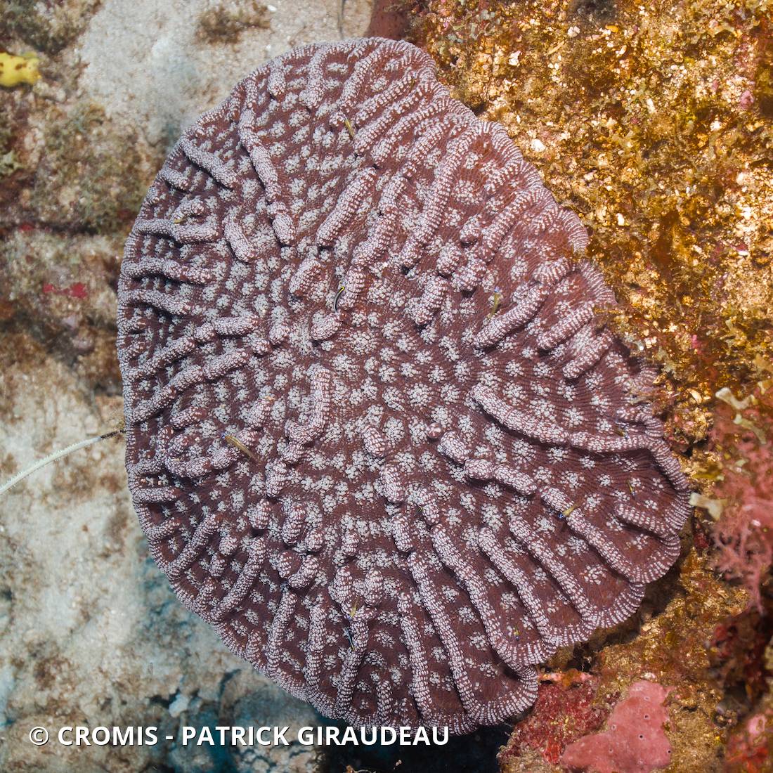 Corail cactus à bosses