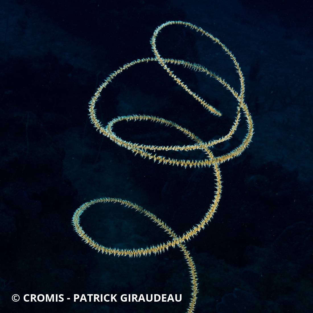 Corail fil de fer