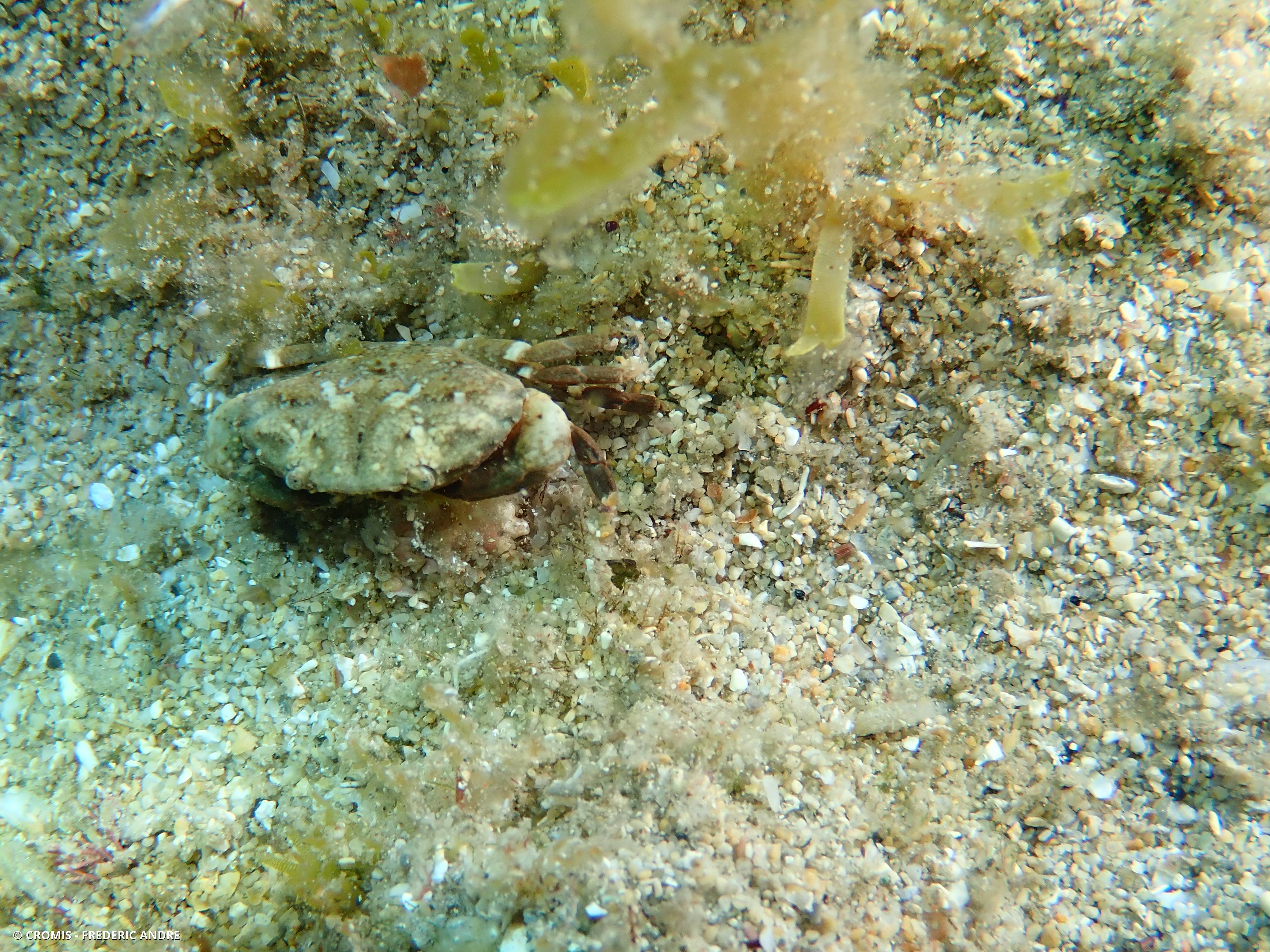 Crabe de pierre