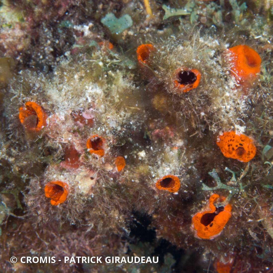 Petite clione orange des Caraïbes