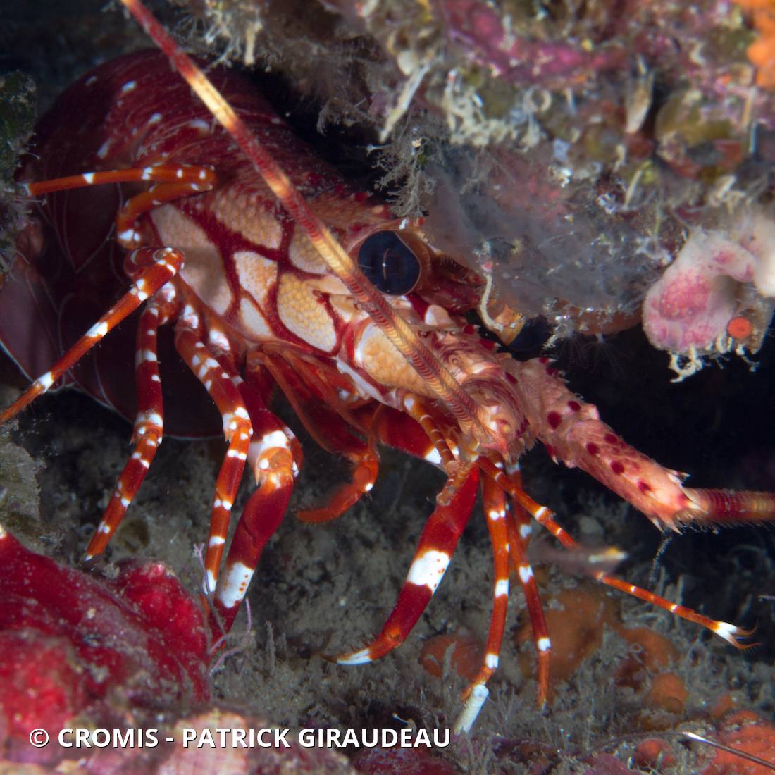 Langouste à bandes rouges