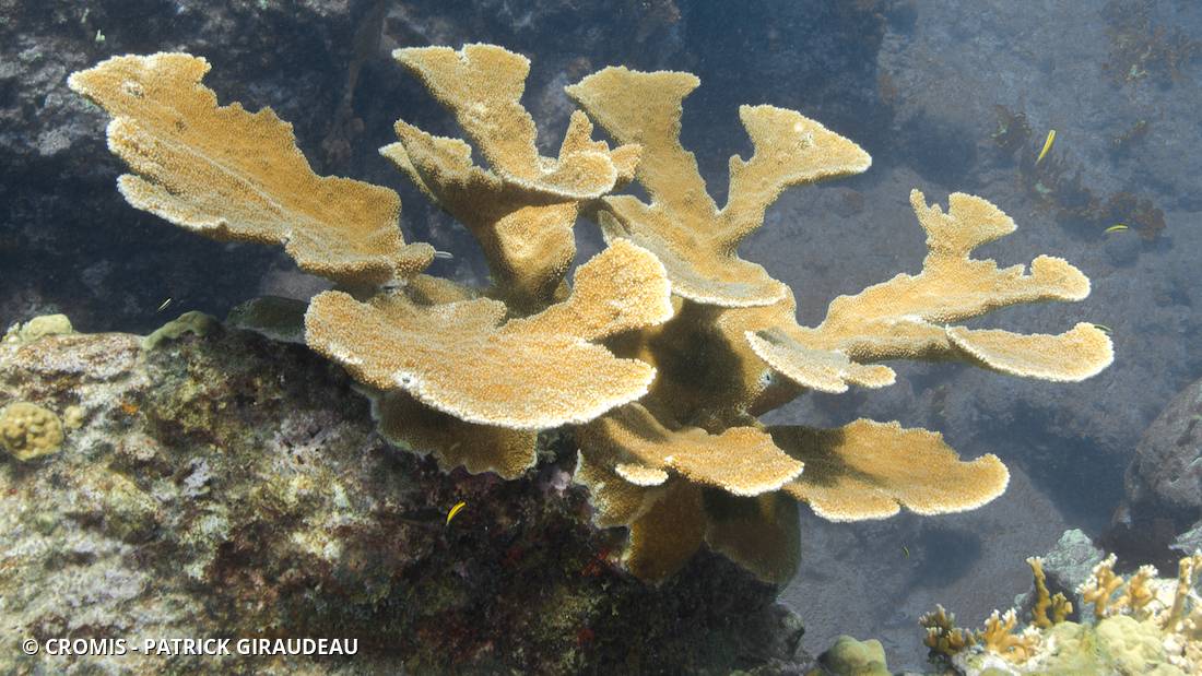 Corail corne d'élan