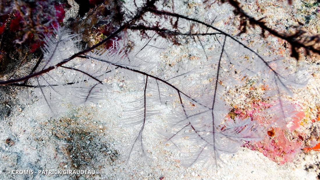 Corail noir plumeux