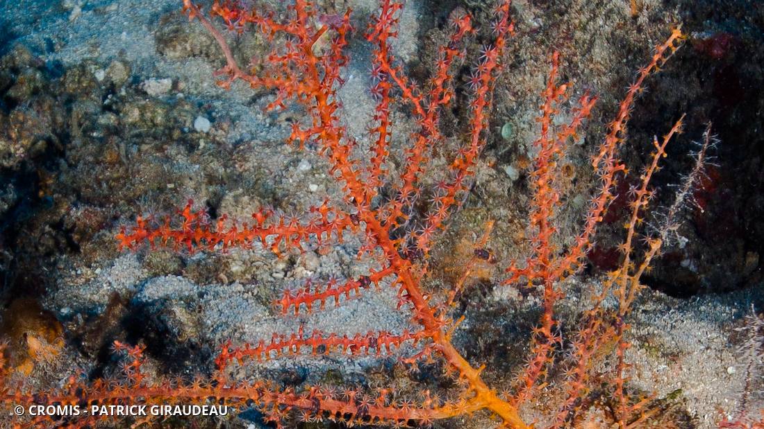 Gorgone éventail orange des profondeurs