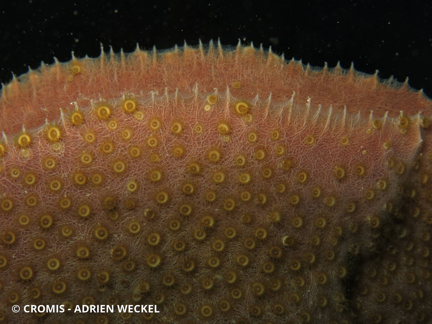 Zoanthaire éponge grisâtre