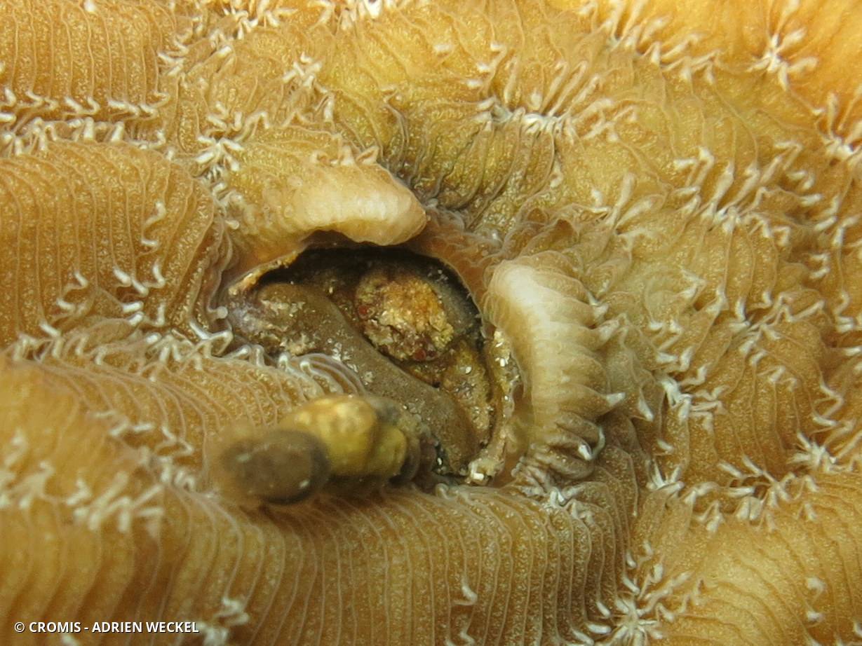 Crabe des coraux Agaricia