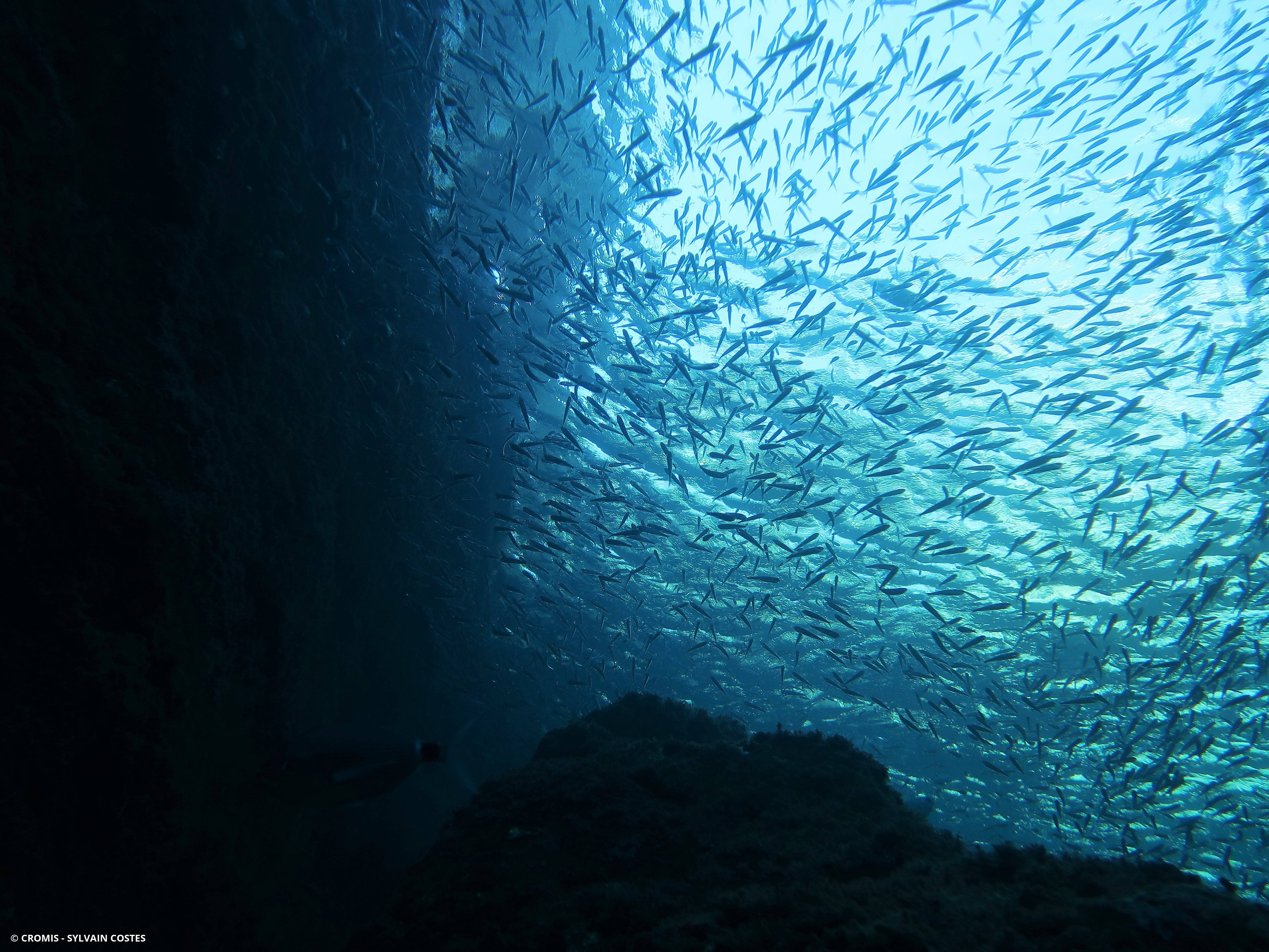 Sardine d’Europe