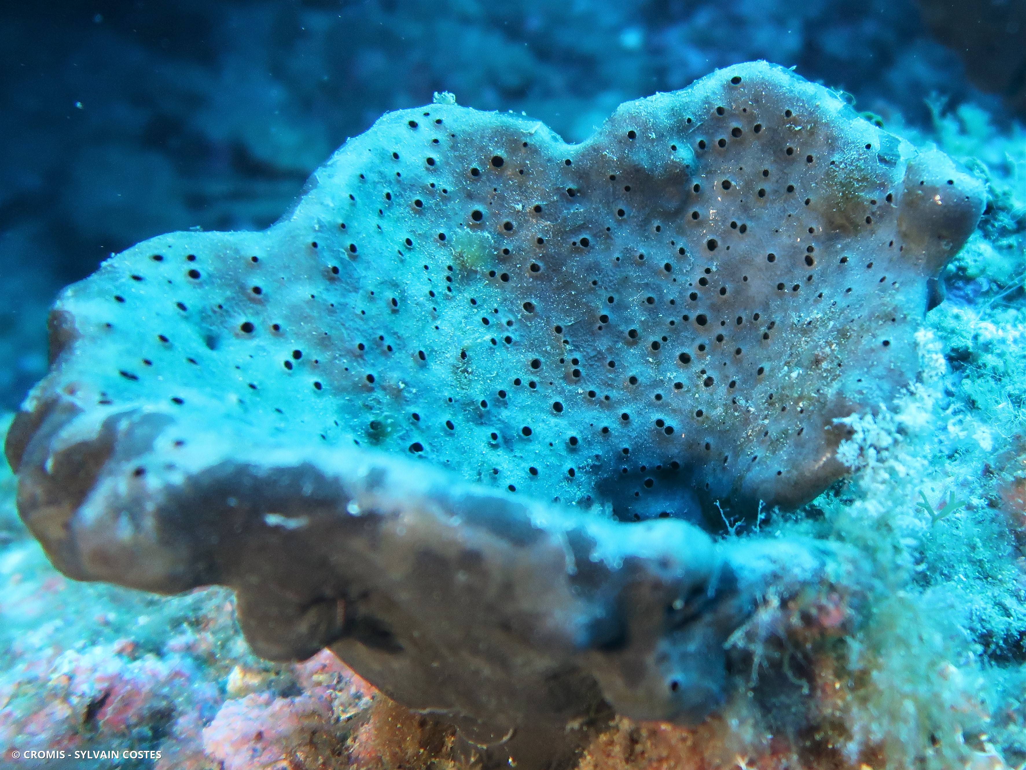 Eponge oreille d'éléphant de Méditerranée