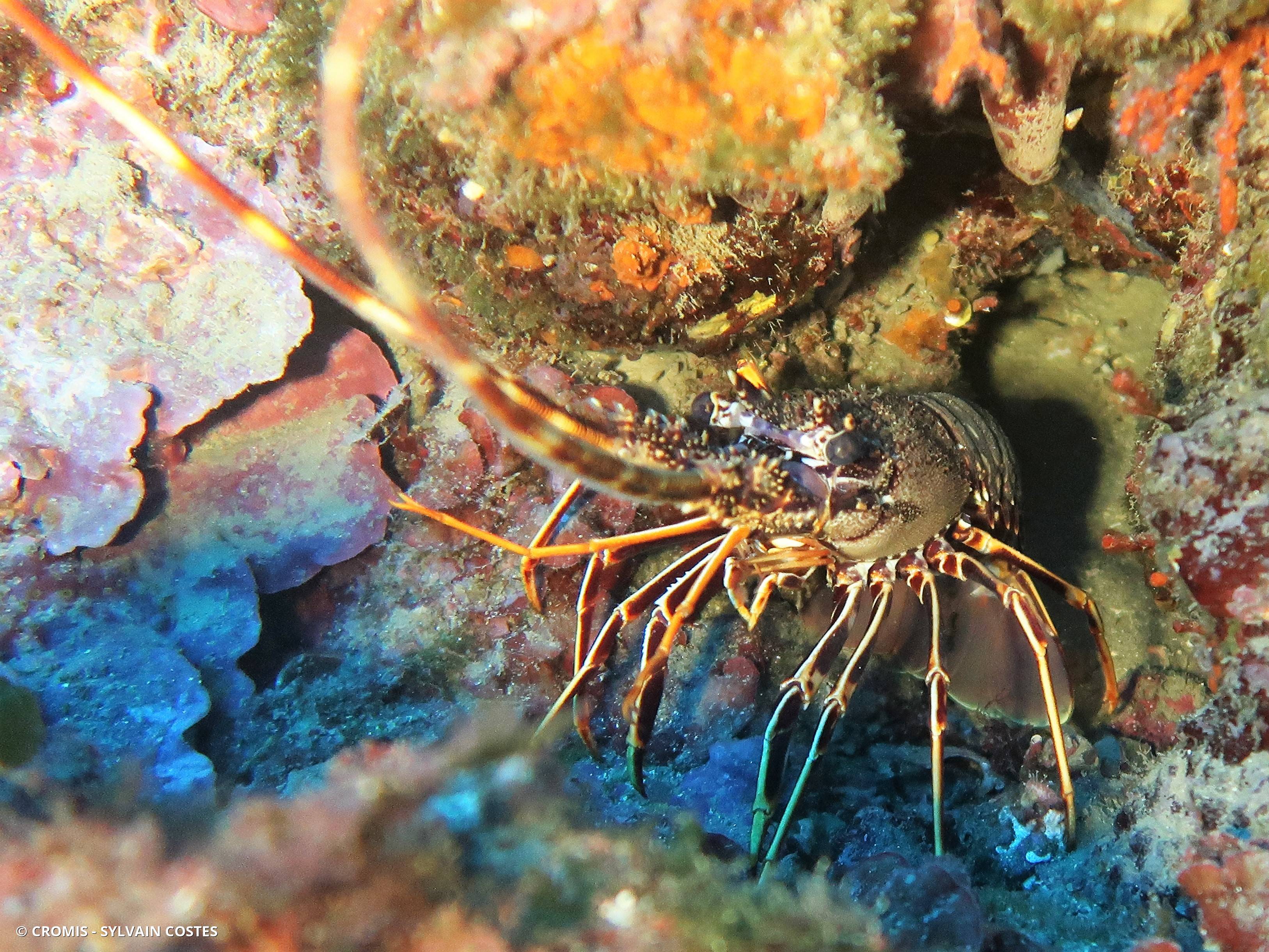 Langouste rouge